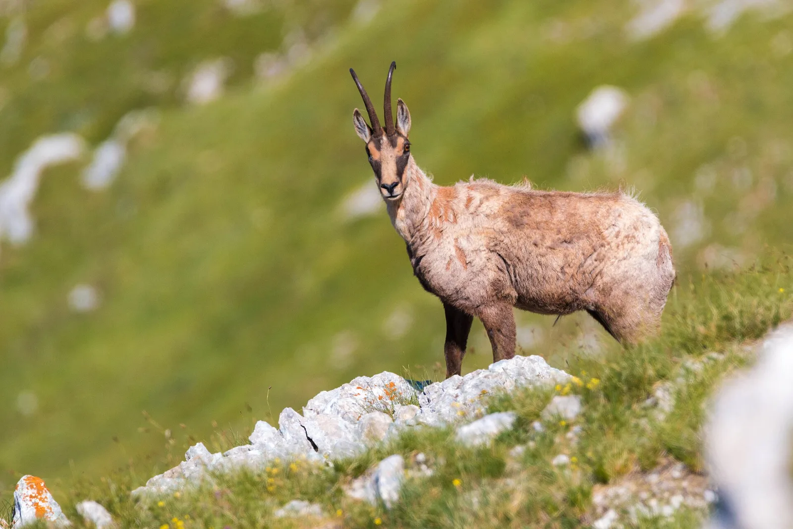 Camoscio appenninico (Rupicapra pyrenaica ornata)