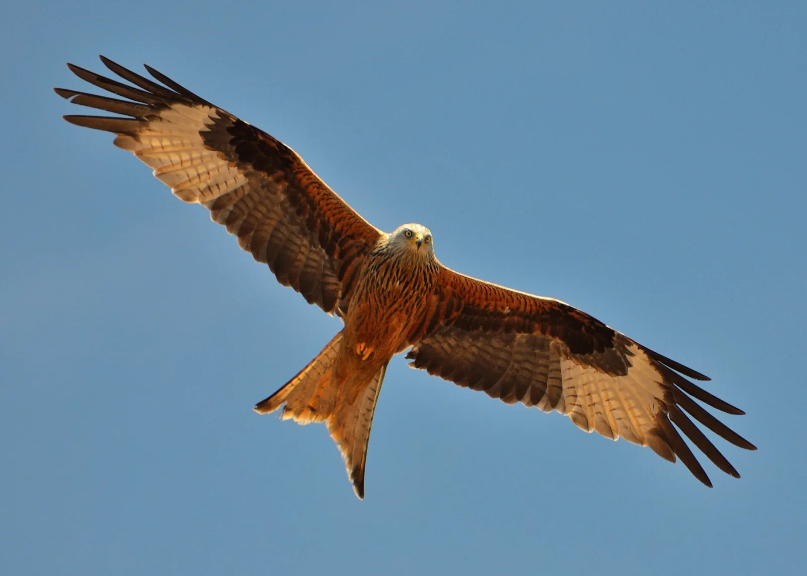 Nibbio reale (Milvus milvus)