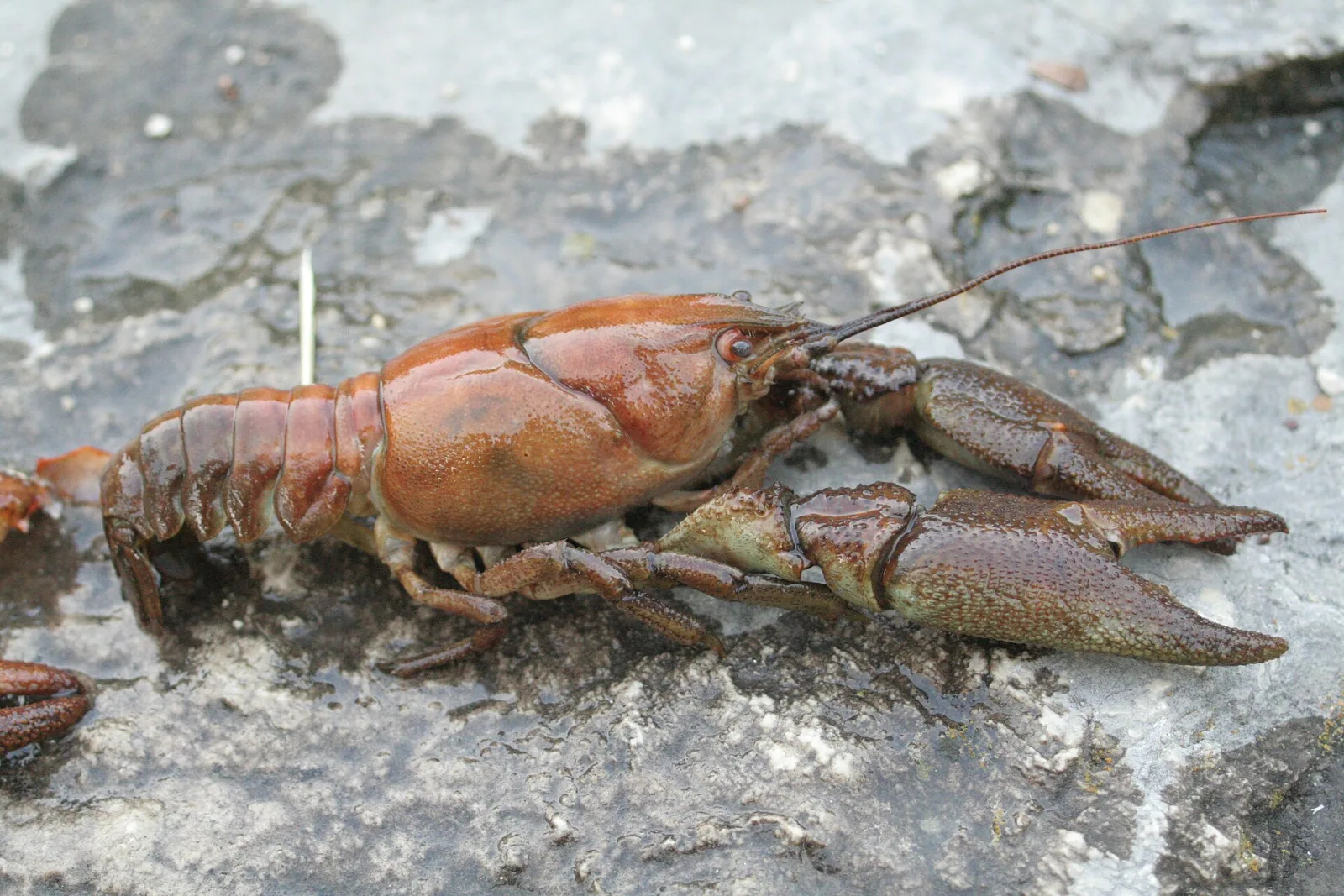 Gambero di fiume (Austropotamobius pallipes)