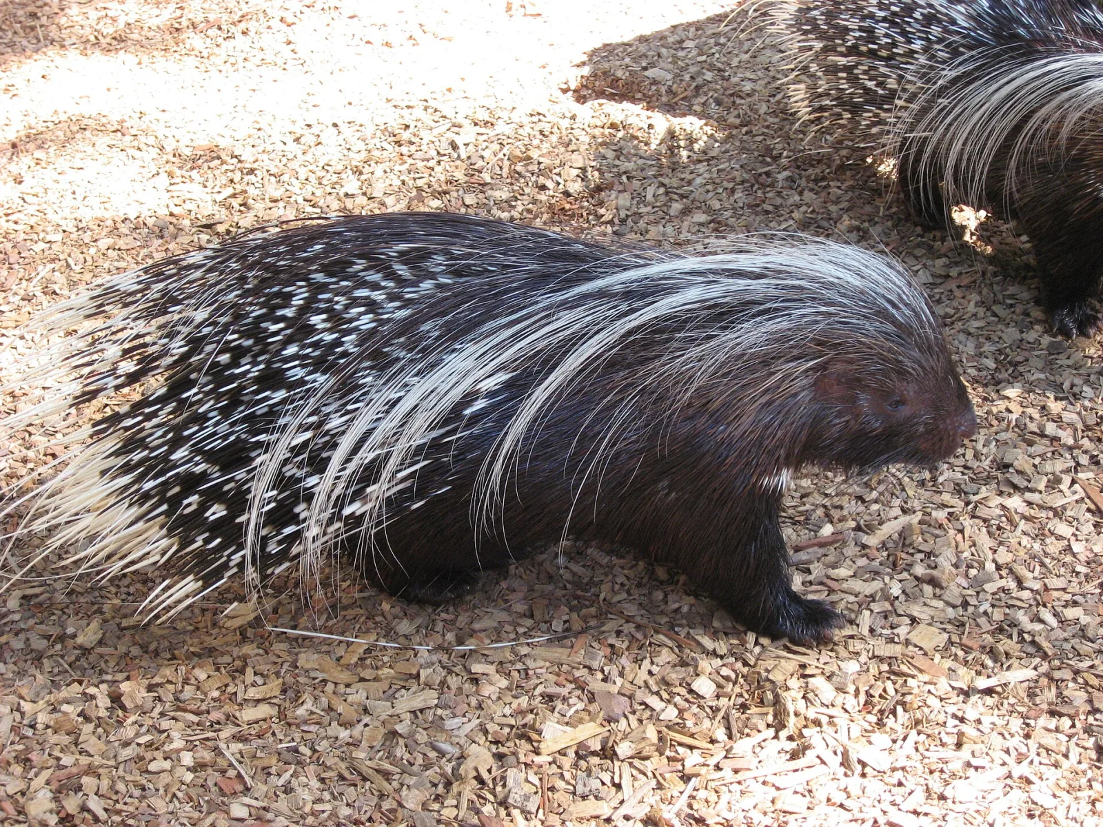 Istrice (Hystrix cristata)