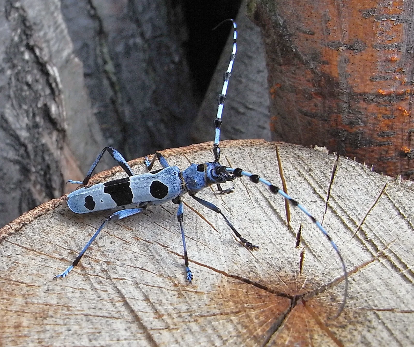 Rosalia alpina (Rosalia alpina)